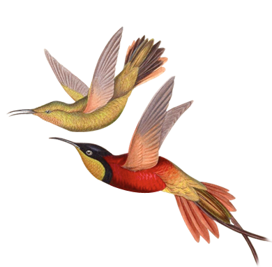 How We Made Legacy Biodiversity Digital Objects More Social and Shareable